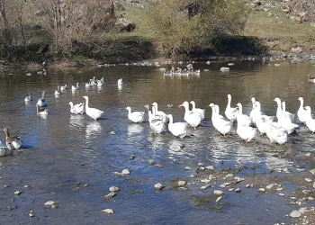 Başkan Aras’tan Yeşilay Muğla Şubesine ziyaret