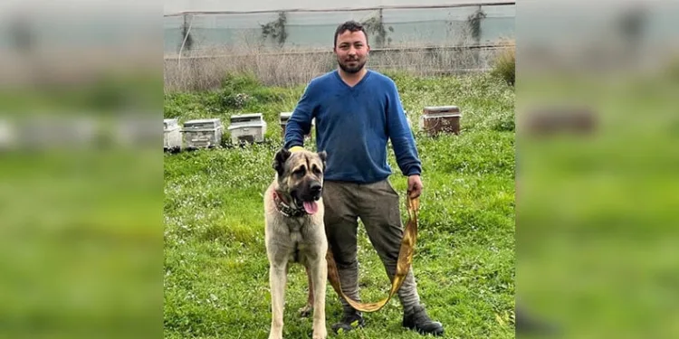 Silahlı saldırgan saklandığı evde yakalandı