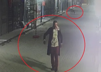 3 yavru kediyi ve annesini sokak köpeklerine parçalattı