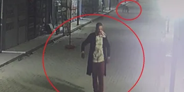 3 yavru kediyi ve annesini sokak köpeklerine parçalattı