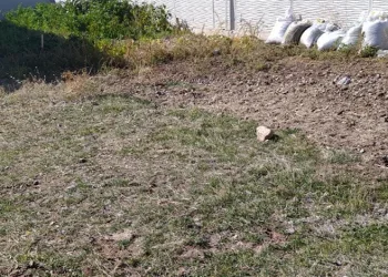 Uyuşturucu operasyonunda tırda 345 kilo skunk ele geçirildi