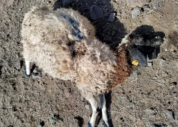 Ankara’da eğlence merkezinde bir kişi görüştüğü kadını öldürdükten sonra kendini vurdu