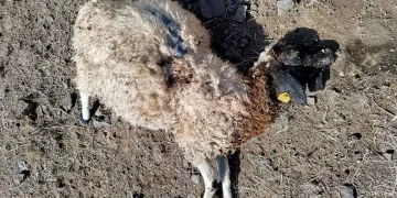 Ankara’da eğlence merkezinde bir kişi görüştüğü kadını öldürdükten sonra kendini vurdu