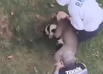 Maltepe’de pitbull saldırdığı kediyi parçaladı