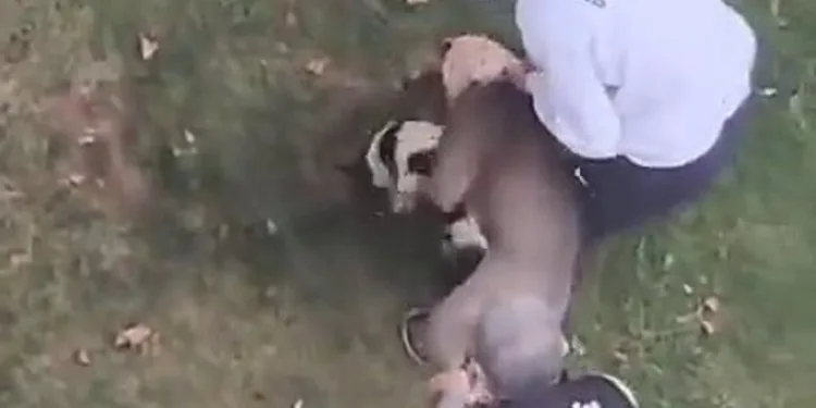 Maltepe’de pitbull saldırdığı kediyi parçaladı