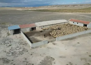 Hırsızlar bin 200 küçükbaş hayvanı çaldı, jandarma saatler içinde buldu