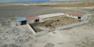 Hırsızlar bin 200 küçükbaş hayvanı çaldı, jandarma saatler içinde buldu