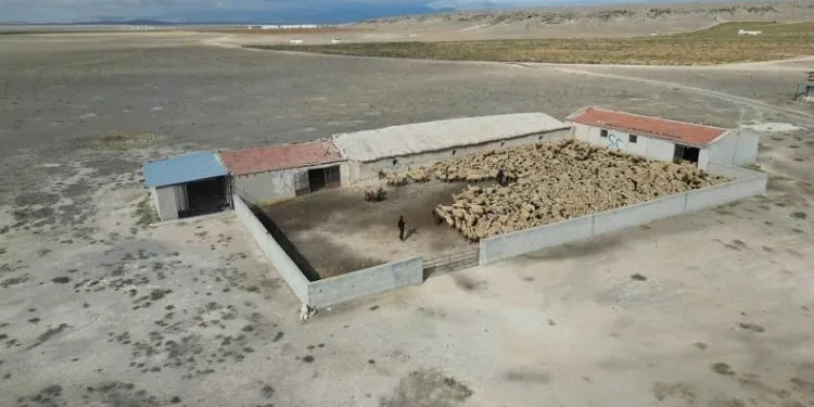Hırsızlar bin 200 küçükbaş hayvanı çaldı, jandarma saatler içinde buldu