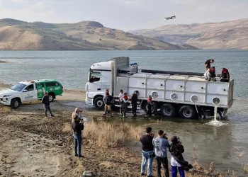 Göl ve baraj göletlerine 4 milyon yavru sazan bırakıldı