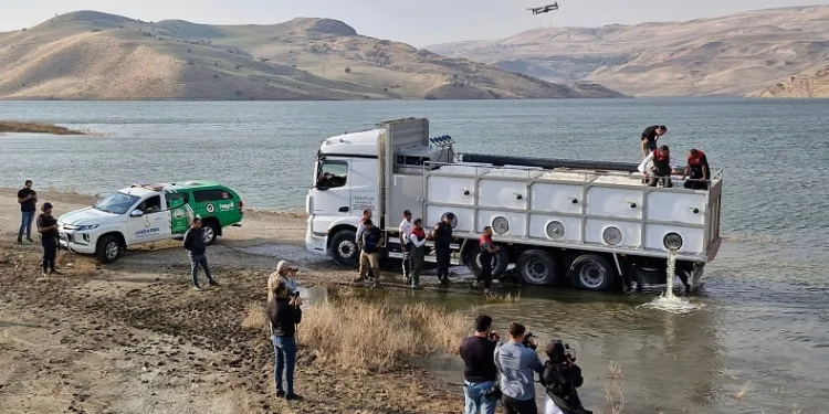 Göl ve baraj göletlerine 4 milyon yavru sazan bırakıldı