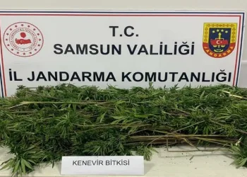 Arazide ekili 304 kök kenevir ele geçirildi