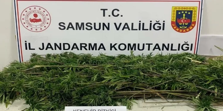 Arazide ekili 304 kök kenevir ele geçirildi