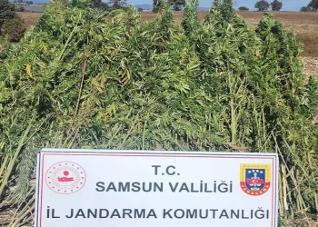 810 kök kenevir bitkisi ele geçirildi