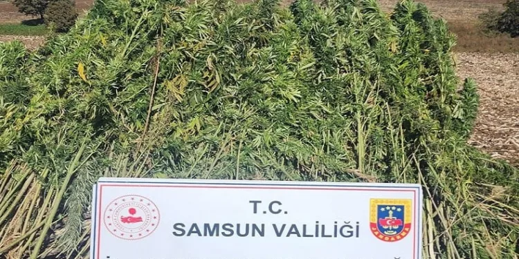 810 kök kenevir bitkisi ele geçirildi