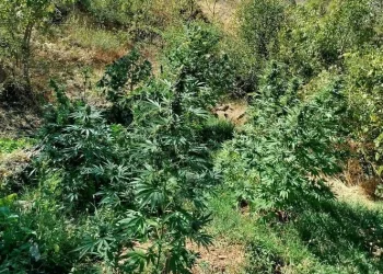 505 kök kenevir ele geçirildi