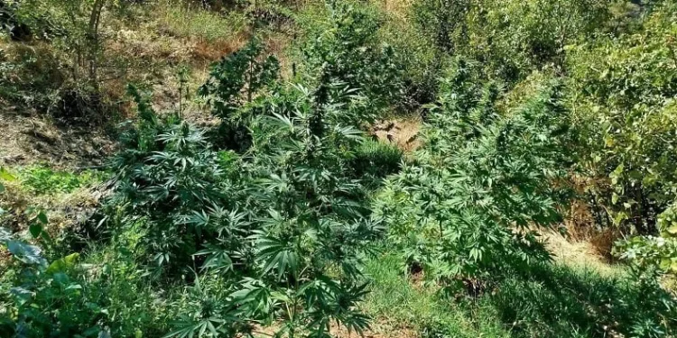 505 kök kenevir ele geçirildi
