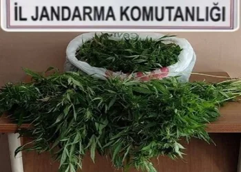 Evinde uyuşturucu serası oluşturan kişi tutuklandı