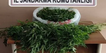 Evinde uyuşturucu serası oluşturan kişi tutuklandı