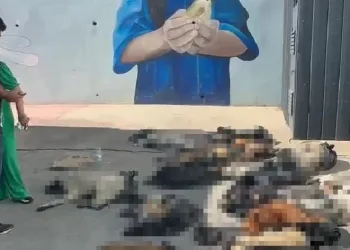 Rehabilitasyon merkezindeki ölü sokak hayvanlarına ilişkin soruşturma başlatıldı