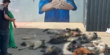 Rehabilitasyon merkezindeki ölü sokak hayvanlarına ilişkin soruşturma başlatıldı
