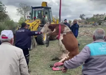 Çukura düşen inek vinç yardımıyla kurtarıldı