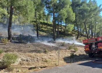 Vadide çıkan orman yangını, büyümeden söndürüldü