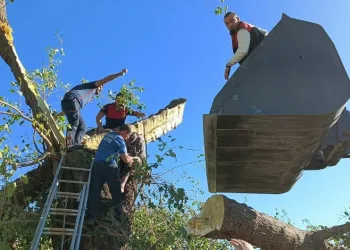 Kestiği ağacın altında kalarak hayatını kaybetti