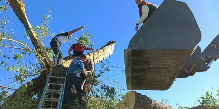 Kestiği ağacın altında kalarak hayatını kaybetti