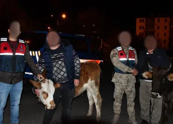 Horasan’dan hayvan çalan hırsız Sarıkamış’ta yakalandı