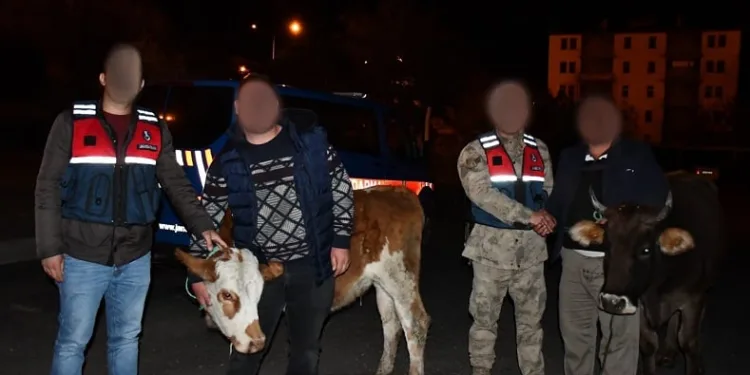 Horasan’dan hayvan çalan hırsız Sarıkamış’ta yakalandı