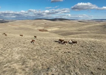 Jandarma dron ile iz sürdü, kayıp büyükbaşlar 3 saatte bulundu