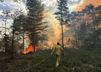 Bursa’da orman yangını