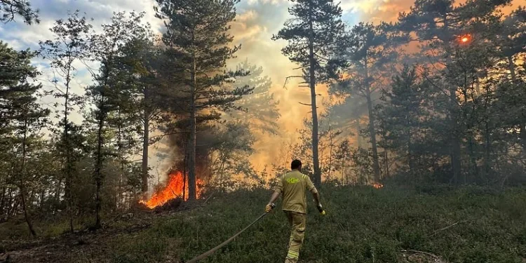 Bursa’da orman yangını