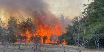Çanakkale’deki orman yangınında 2 gözaltı