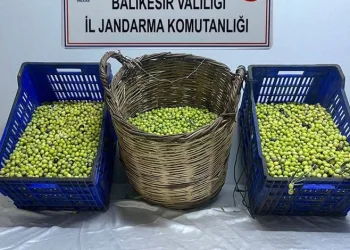 Balıkesir’de zeytin hırsızları tutuklandı
