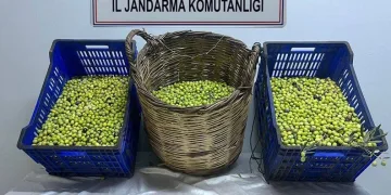 Balıkesir’de zeytin hırsızları tutuklandı