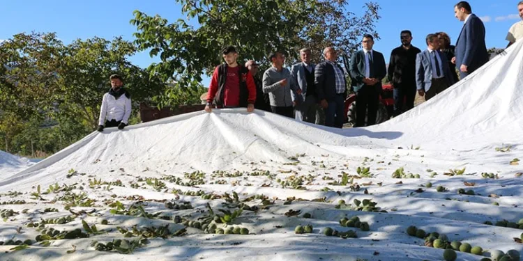 1400 dekar arazide 35 bin ceviz ağacı dikti