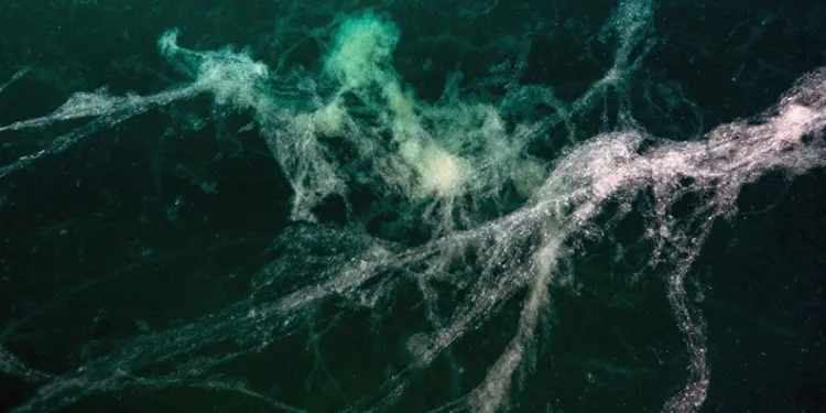 Müsilaj Marmara’da 24 metre yayıldı