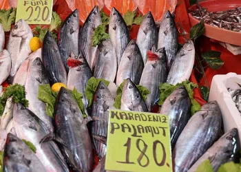 Vatandaşlardan palamuda yoğun ilgi