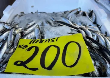 Rize’de hamsi tezgaha girdi