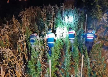 Mersin’de uyuşturucu yetiştirenlere operasyon: 3 gözaltı