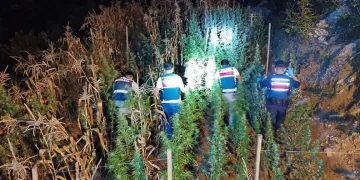 Mersin’de uyuşturucu yetiştirenlere operasyon: 3 gözaltı