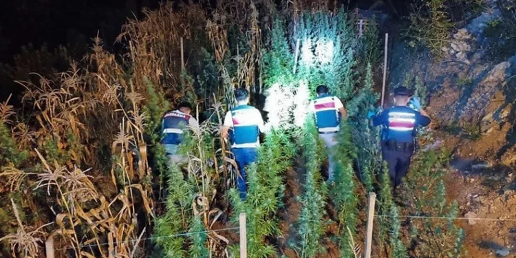 Mersin’de uyuşturucu yetiştirenlere operasyon: 3 gözaltı