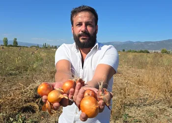 500 ton soğanı ücretsiz dağıttı