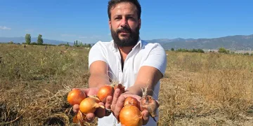500 ton soğanı ücretsiz dağıttı