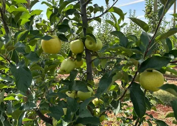 Malatya’da elma hasadı başladı