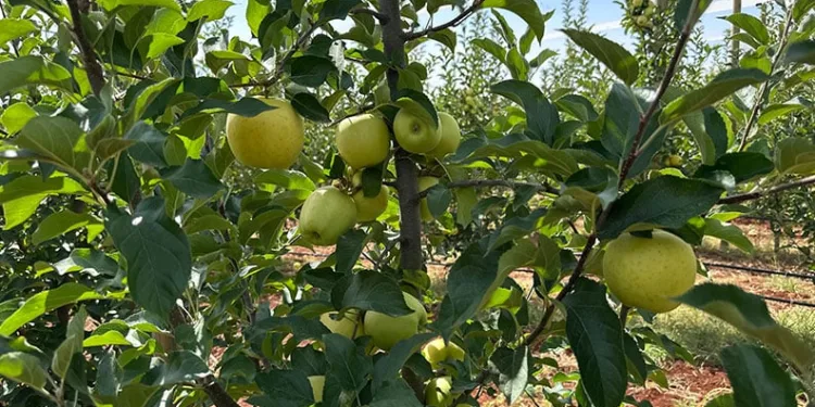 Malatya’da elma hasadı başladı