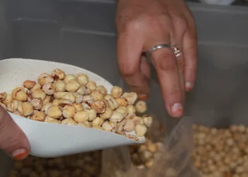 Fındıkta kırma ve kavurma dönemi