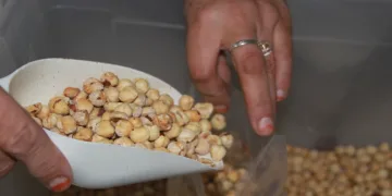 Fındıkta kırma ve kavurma dönemi