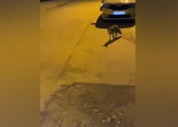 Elazığ’da tilkiden şehir gezintisi